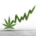 The Many Risks of Cannabis and High-Dose THC